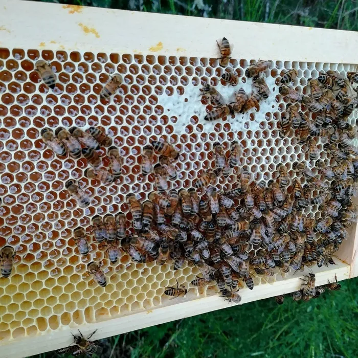 Découverte de l'apiculture et des produits de la ruche O'pré des Paysans Blois