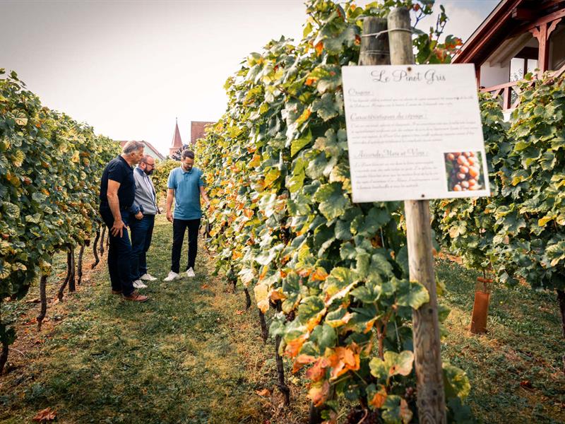 Parenthèse Vigneronne Initiation à la dégustation