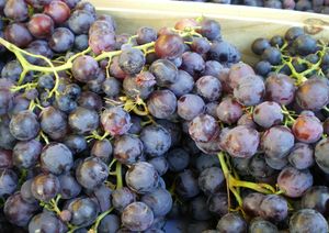 PETIT MARCHÉ TRADITIONNEL DE QUARANTE