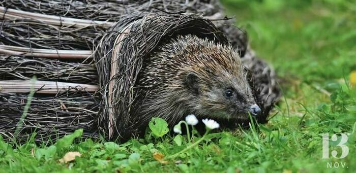 Petits animaux et insectes