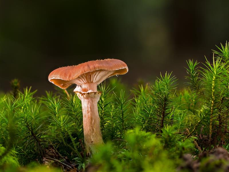 SORTIE EN "PLAINE" NATURE CHAMPIONS LES CHAMPIGNONS