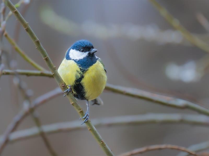 SORTIE EN "PLAINE" NATURE A LA DECOUVERTE DES OISEAUX HIVERNANTS