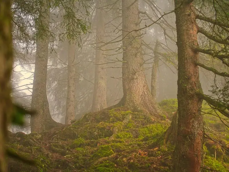 SORTIE EN "PLAINE" NATURE LA FORET FACE AUX CHANGEMENTS CLIMATIQUES