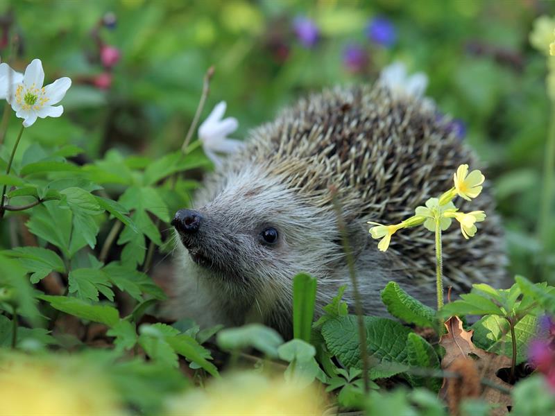 SORTIE EN "PLAINE" NATURE ACCUEILLIR LA BIODIVERSITE AU JARDIN