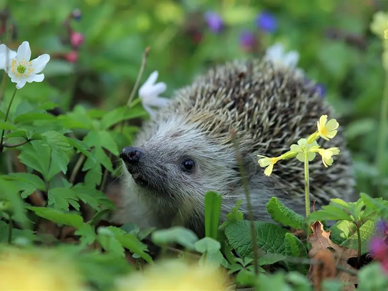 SORTIE EN "PLAINE" NATURE ACCUEILLIR LA BIODIVERSITE AU JARDIN