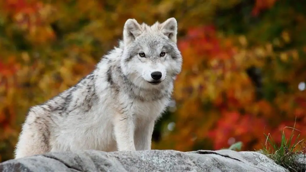 Exposition Les Loups