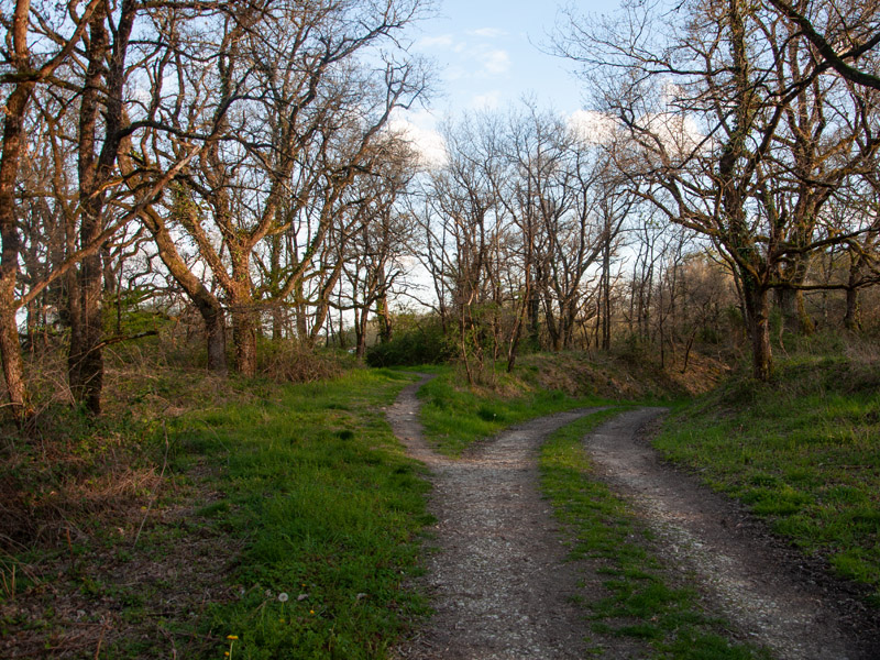 Chemin d'étang