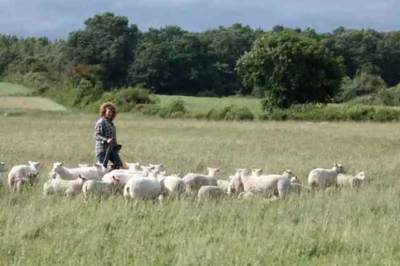 Transhumance des brebis de la ferme de Gommiers