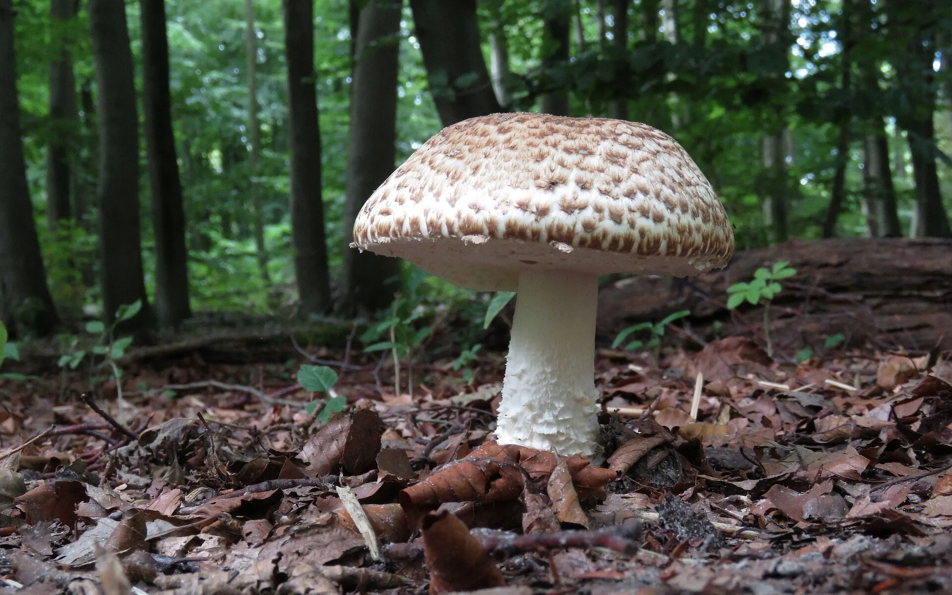 Sortie champignons en forêt d'Epagne