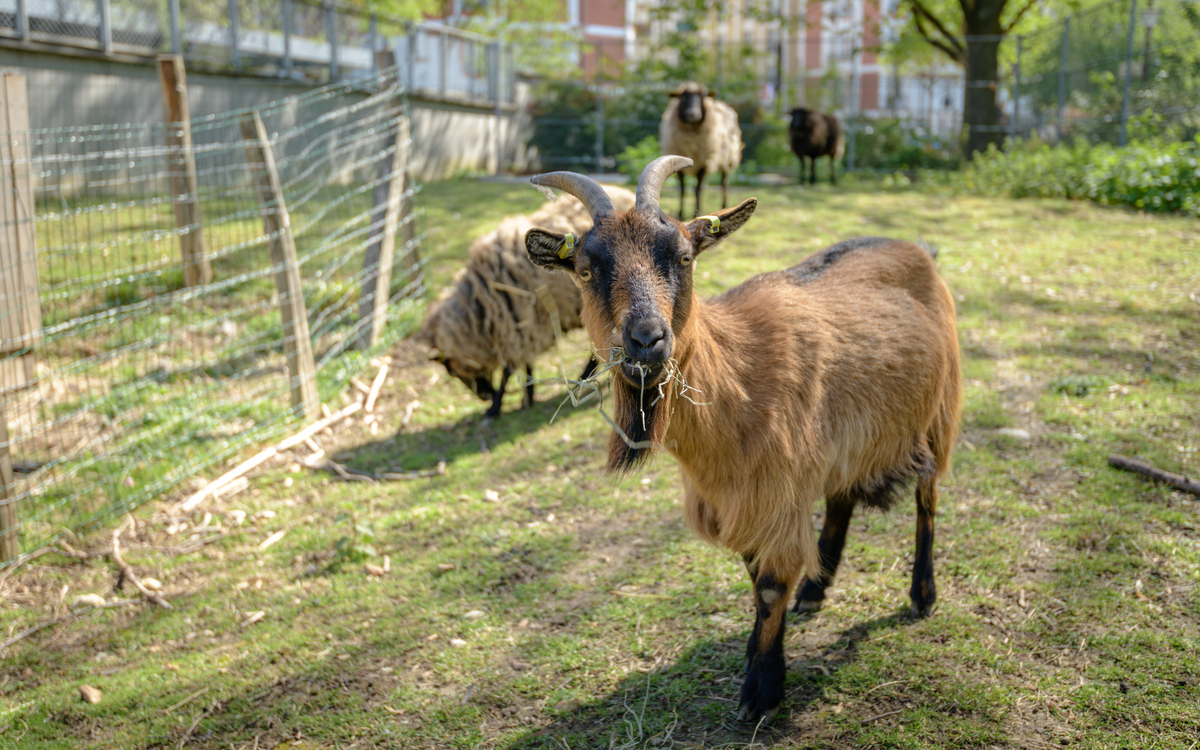 Soigneur d'un jour à la ferme pédagogique René Binet (18e) Jardin René Binet Paris