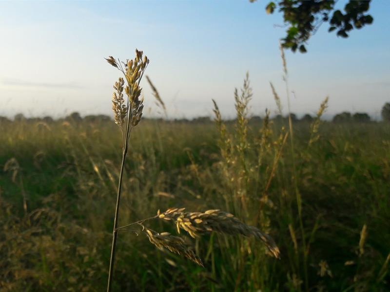 Sortie les plantes dans tous leurs états