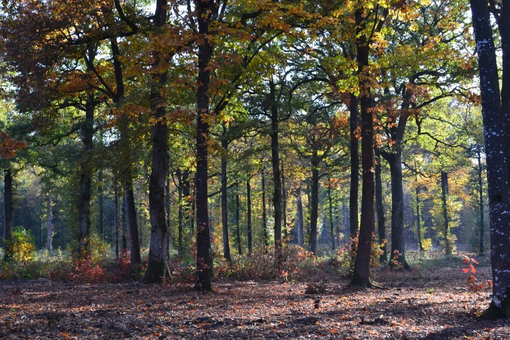 Spectacle jeune public Balade en forêt des sons