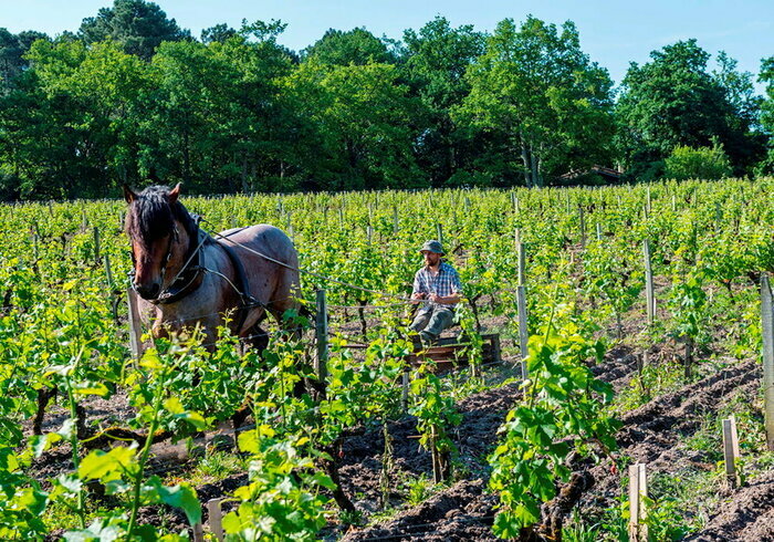 Portes ouvertes en terre de Pessac-Léognan Syndicat Viticole de Pessac-Léognan Bordeaux