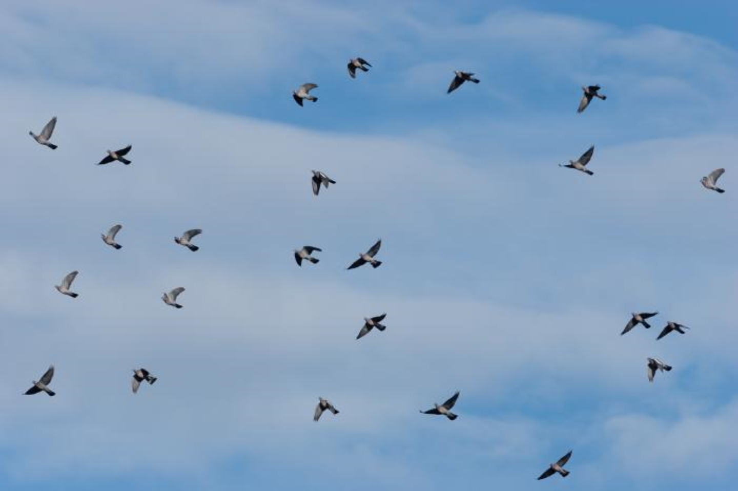 Observer les oiseaux migrateurs sur la Corniche basque