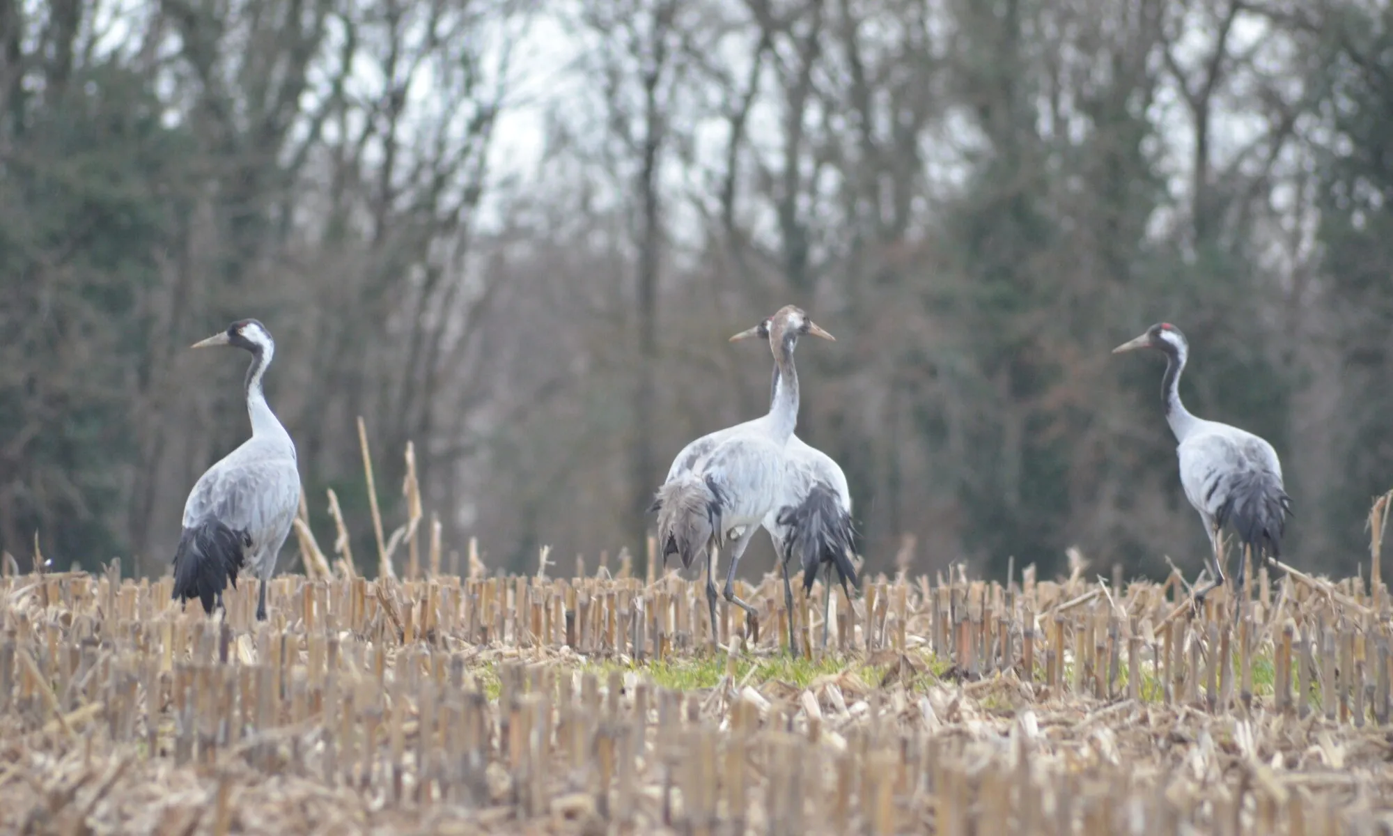 Week-end Grues