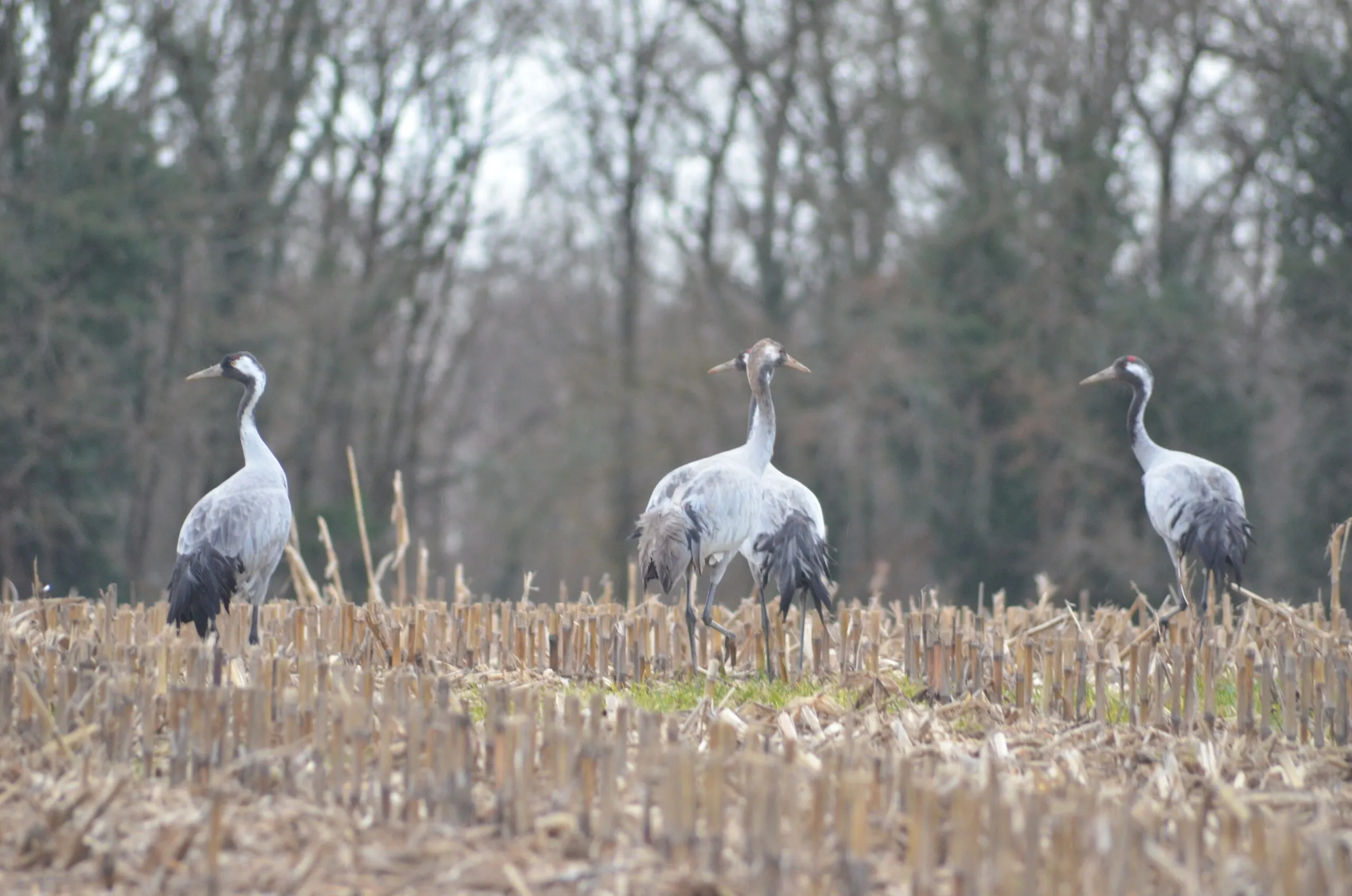 Week-end Grues