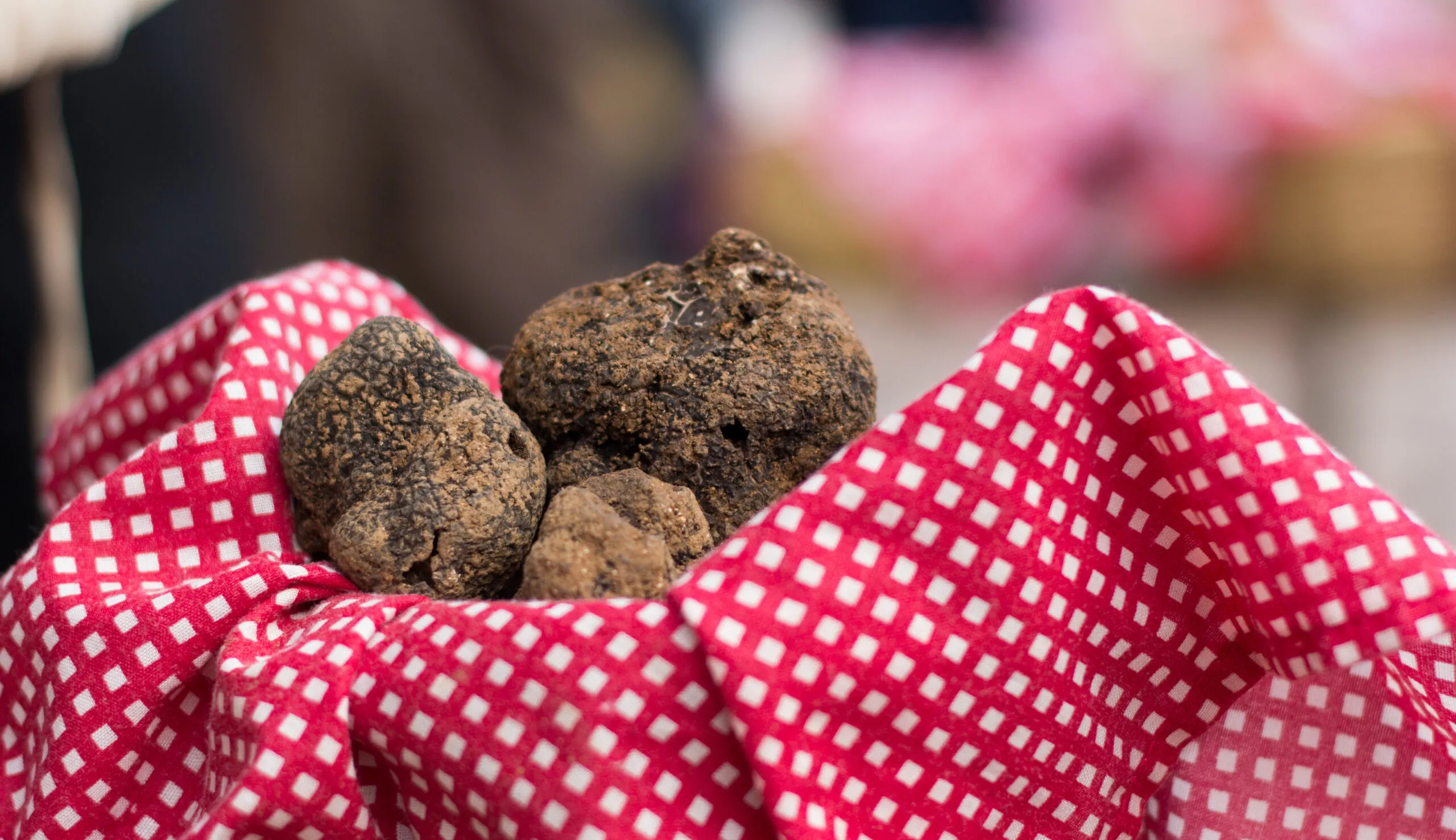 Balades commentées autour de la truffe