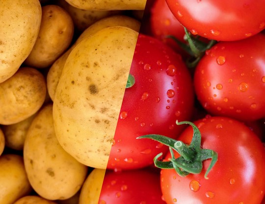 CONFERENCE A LA MEDIATHEQUE VOYAGE DES LÉGUMES ET DE LEURS NOMS