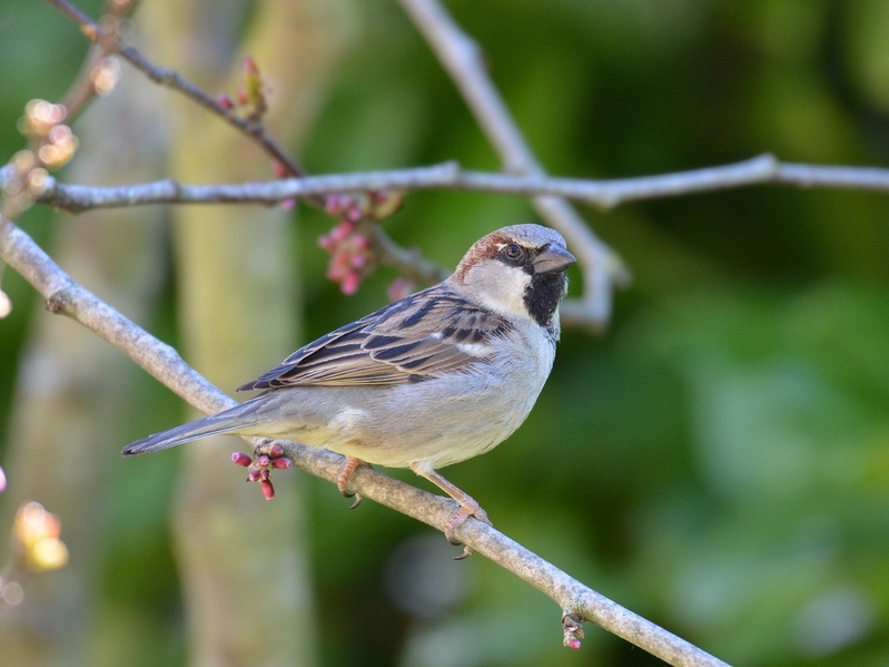 Conférence et exposition sur les oiseaux de nos parcs et jardins