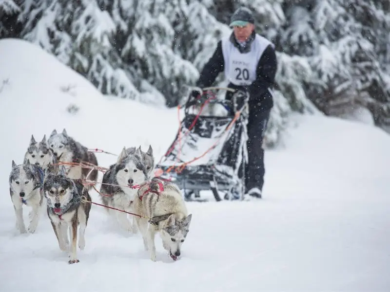 Course de chiens de traîneaux