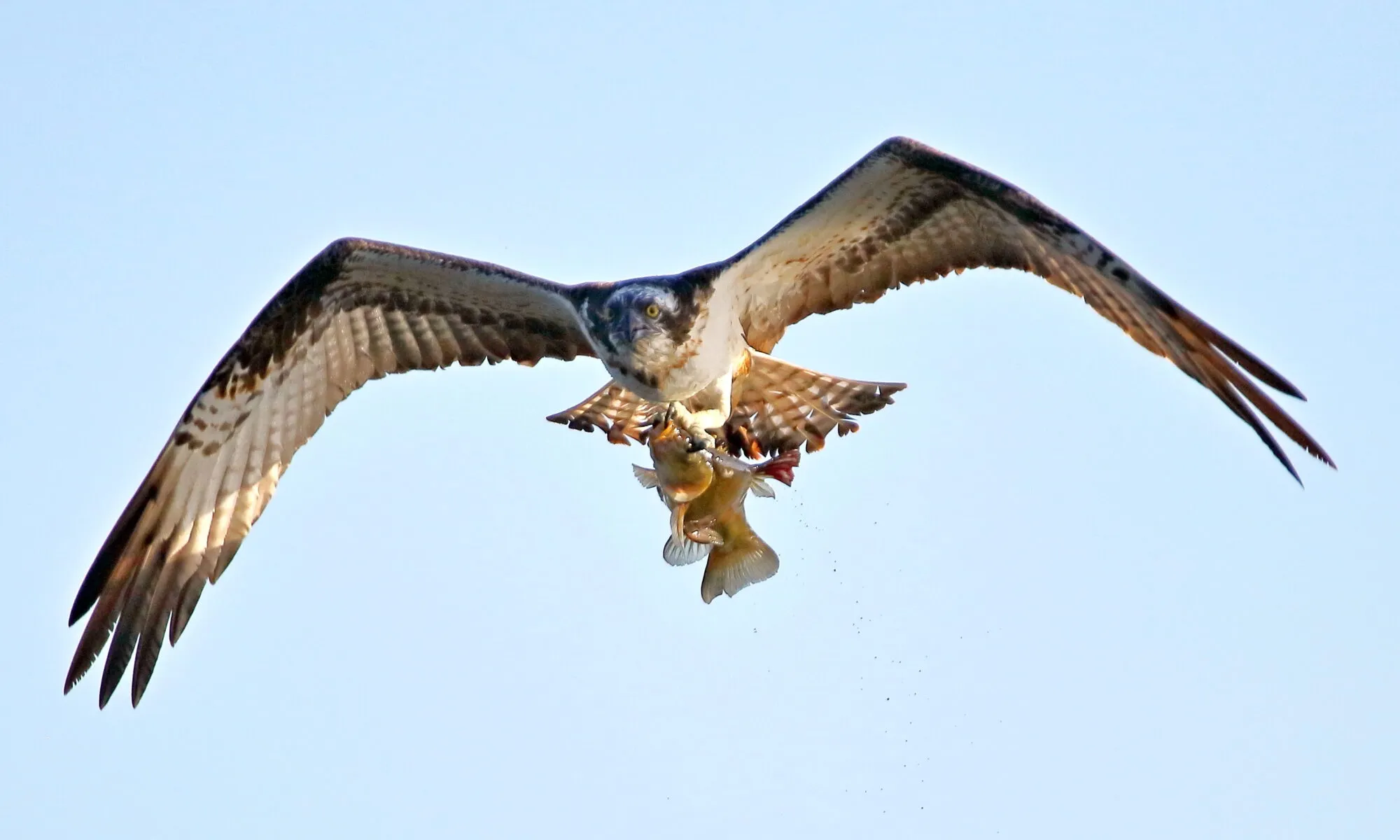 Exposition photos "Oiseaux du Berry et d'ailleurs"