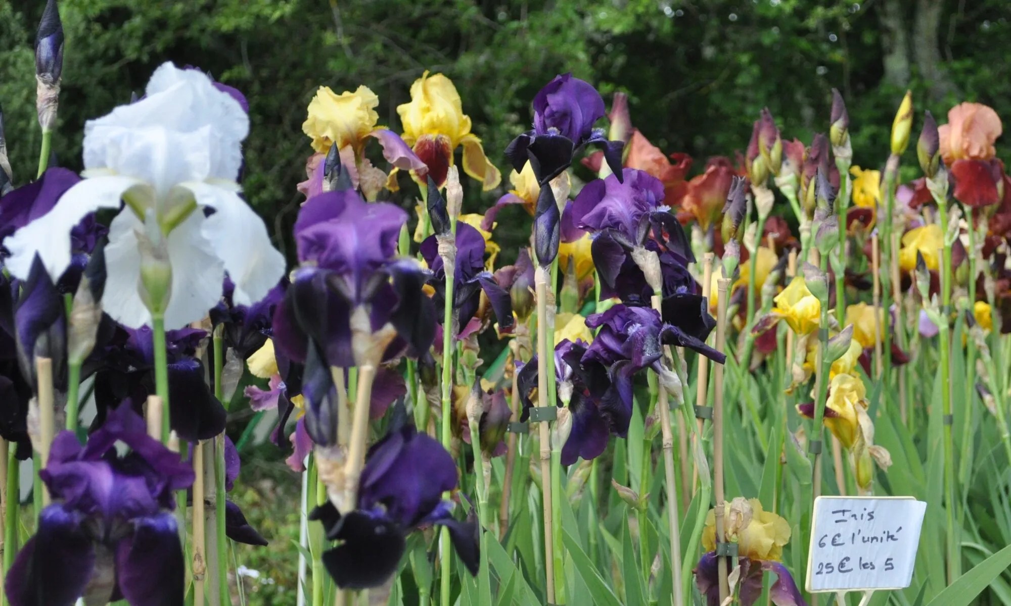 Journées des plantes de printemps