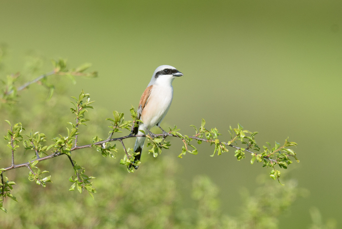 Oiseaux dans une ambiance pastorale