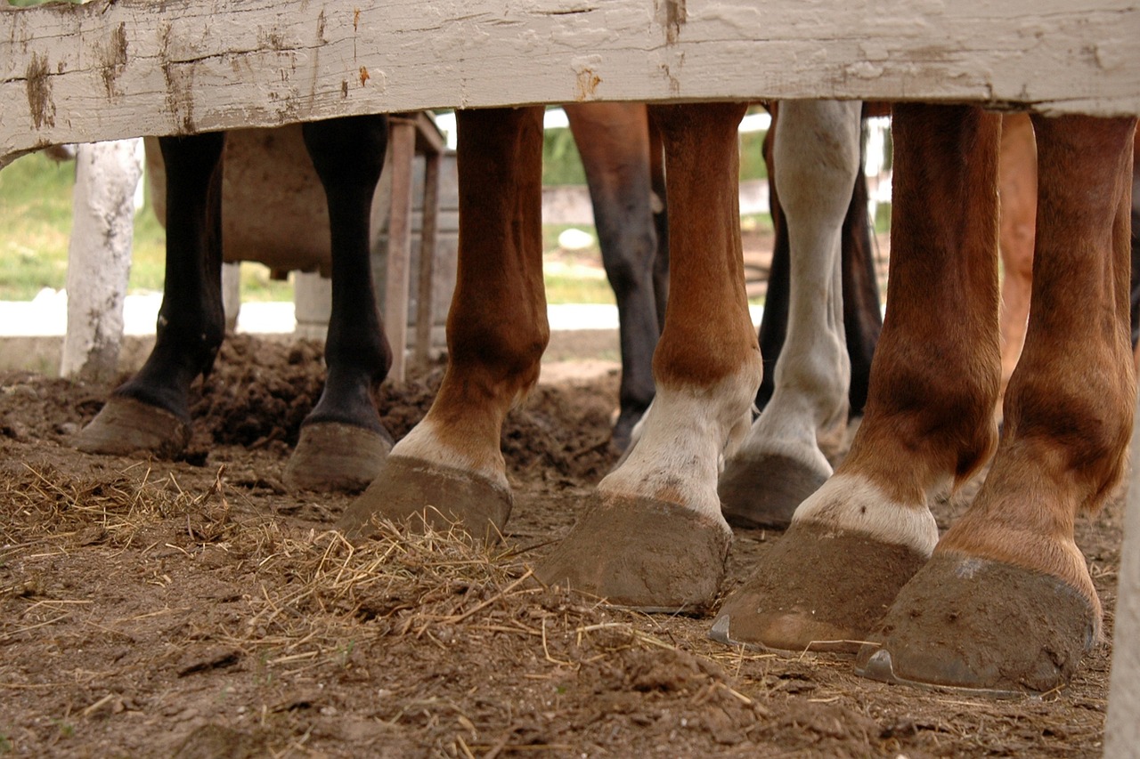 Randonnée Equestre au gascou