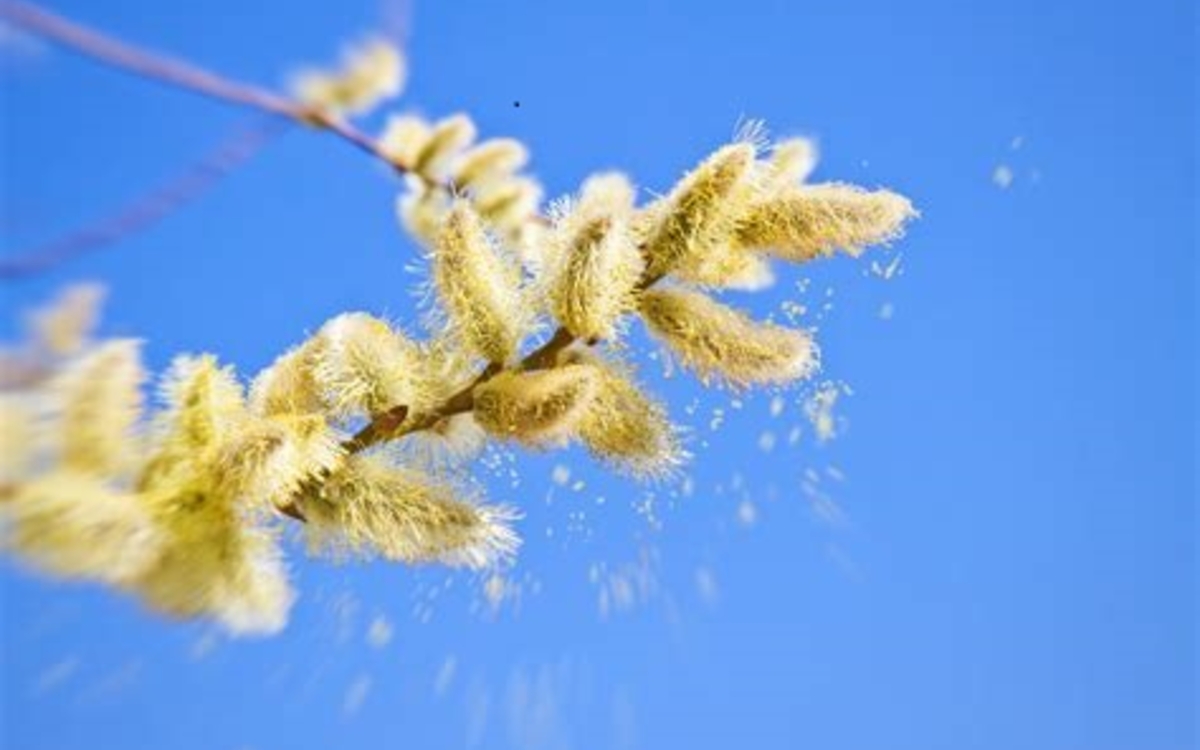 Atelier pollens et allergies pour les enfants Bibliothèque Andrée Chedid Paris