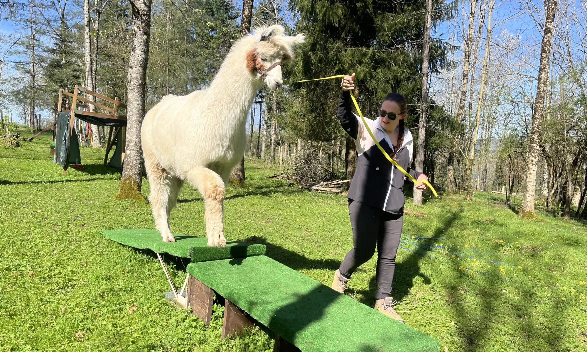 Balade avec les lamas