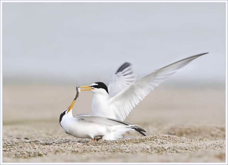 Balade Loire Les oiseaux des bancs de sable