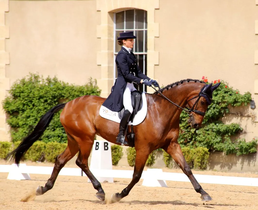 Concours de dressage Pro Elite