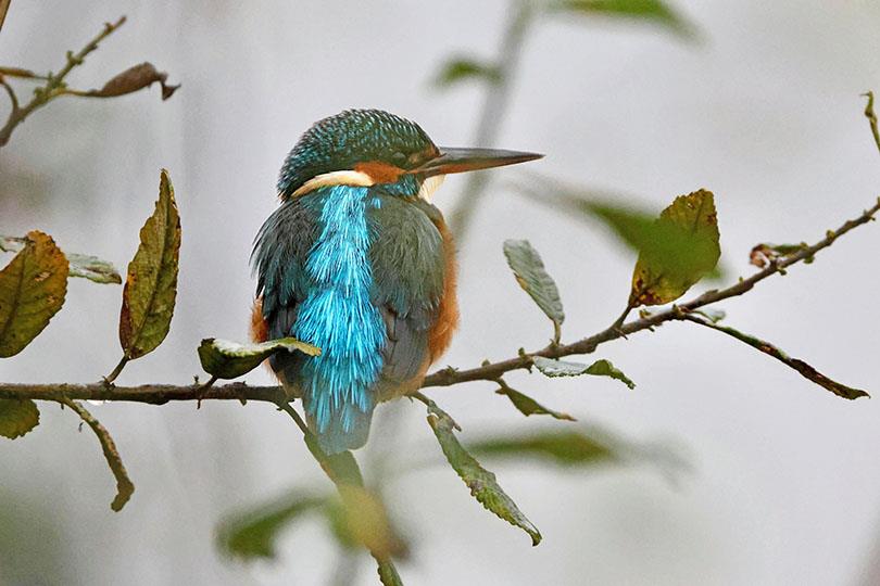 CONFÉRENCE OISEAUX & ZONES HUMIDES