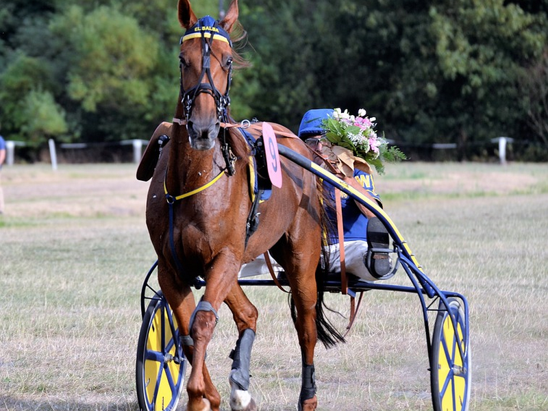 Course de trot à l'Hippodrome de Lisieux Premium