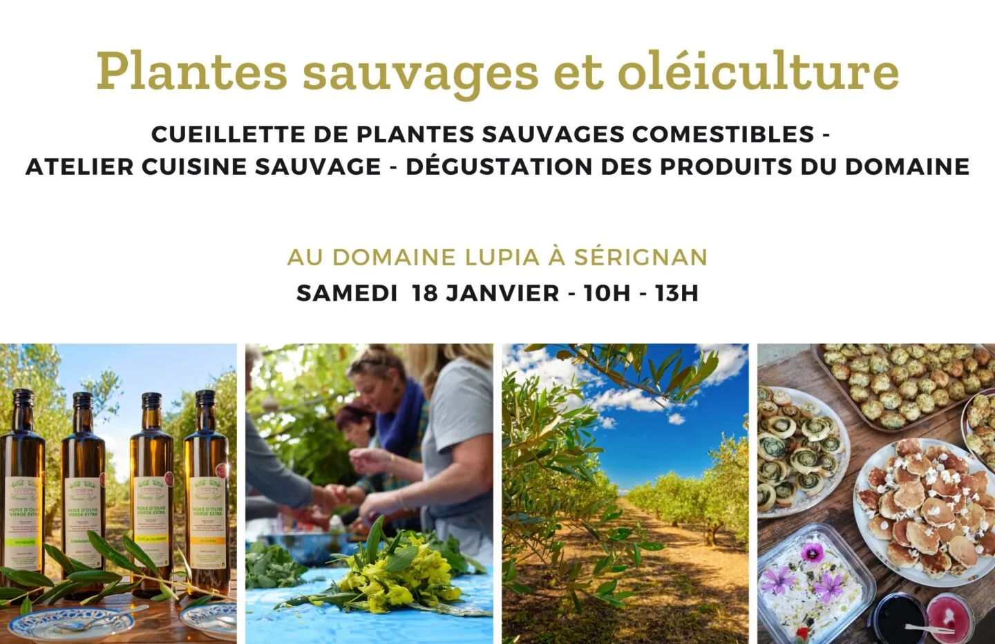 CUEILLETTE PLANTES SAUVAGES ET OLÉICULTURE