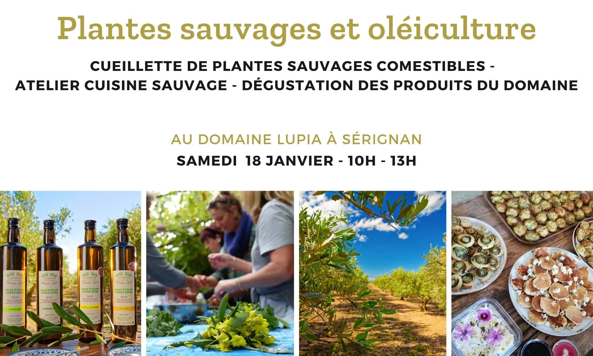 CUEILLETTE PLANTES SAUVAGES ET OLÉICULTURE