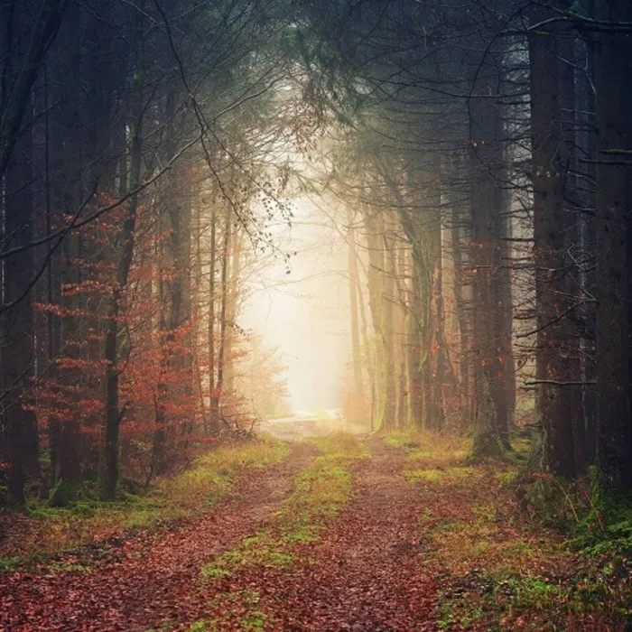 « Dans la forêt profonde… Variations sur les contes populaires » par Stéphanie Lafitte Médiathèque Jacques Ellul Pessac