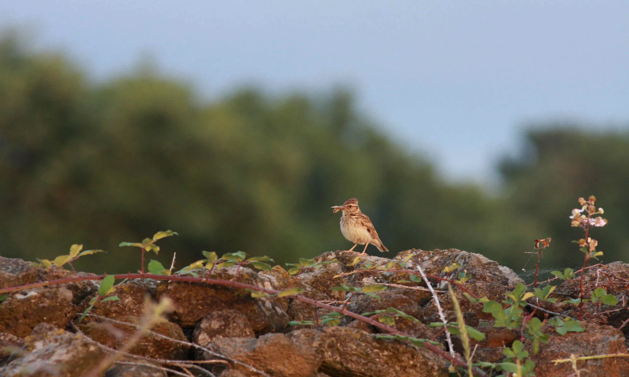 DÉCOUVERTE DES OISEAUX DE LA VALLÉE DU SALAGOU