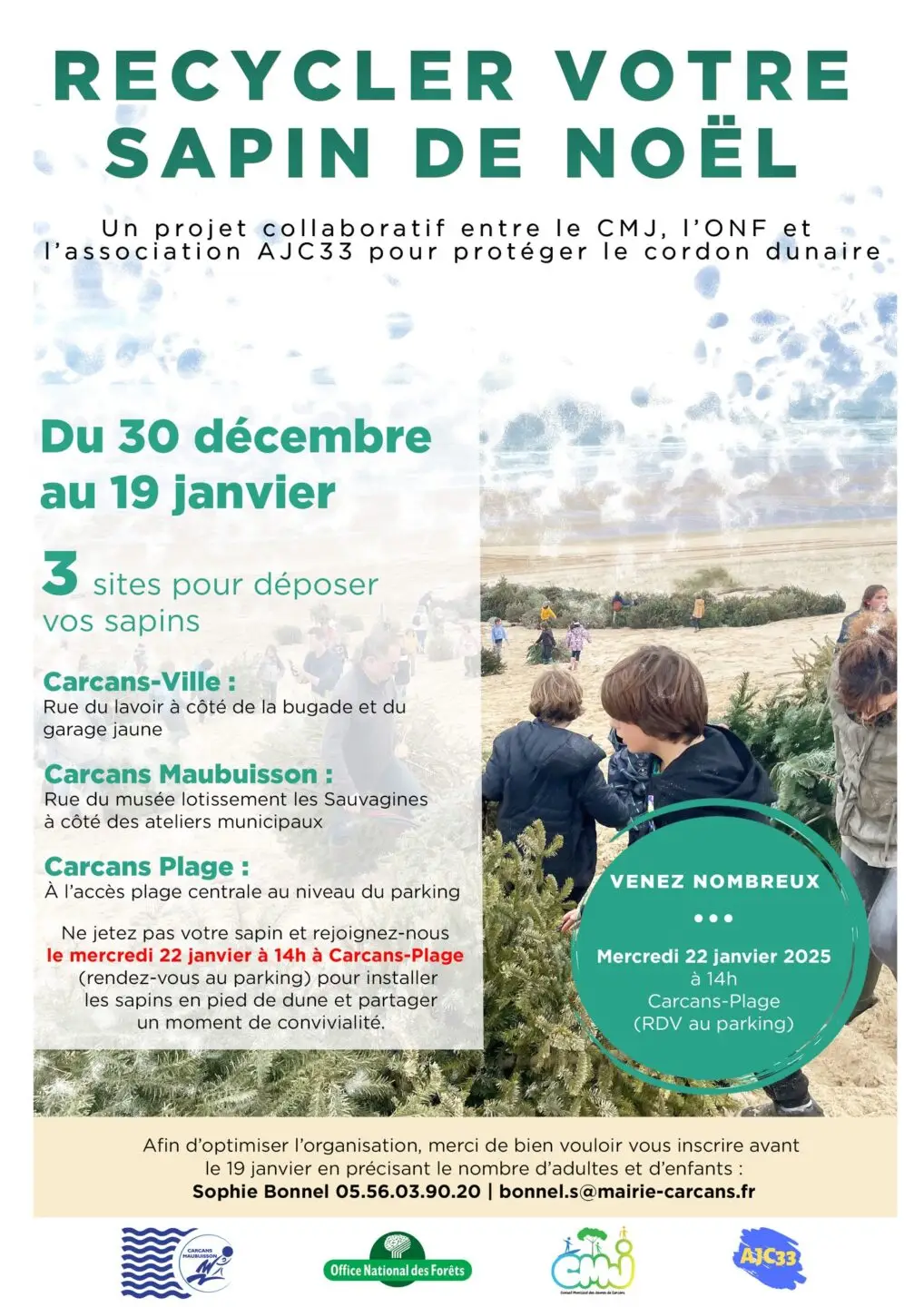 Installation des sapins en pied de dune (protection du cordon dunaire)