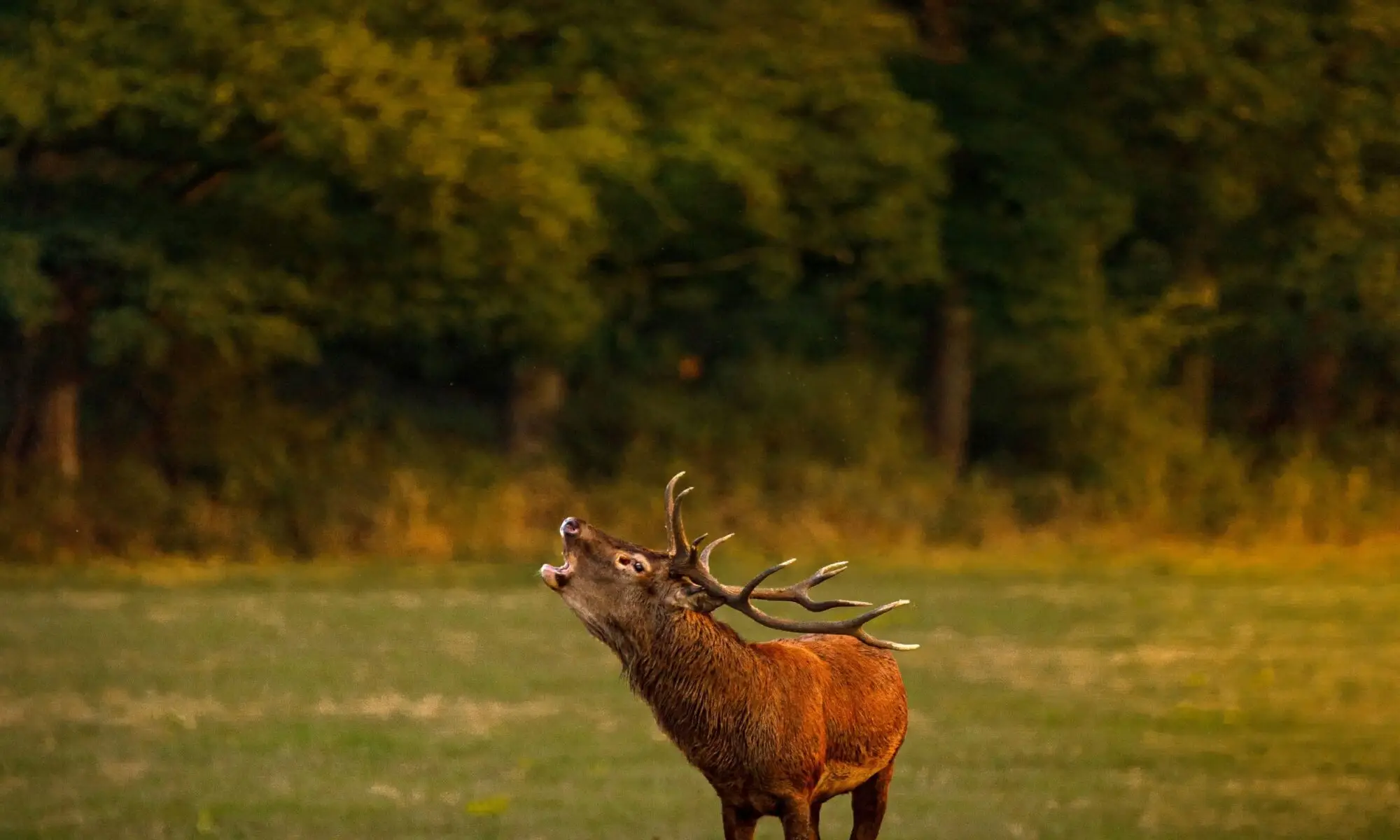 L'écoute du brame à Chambord