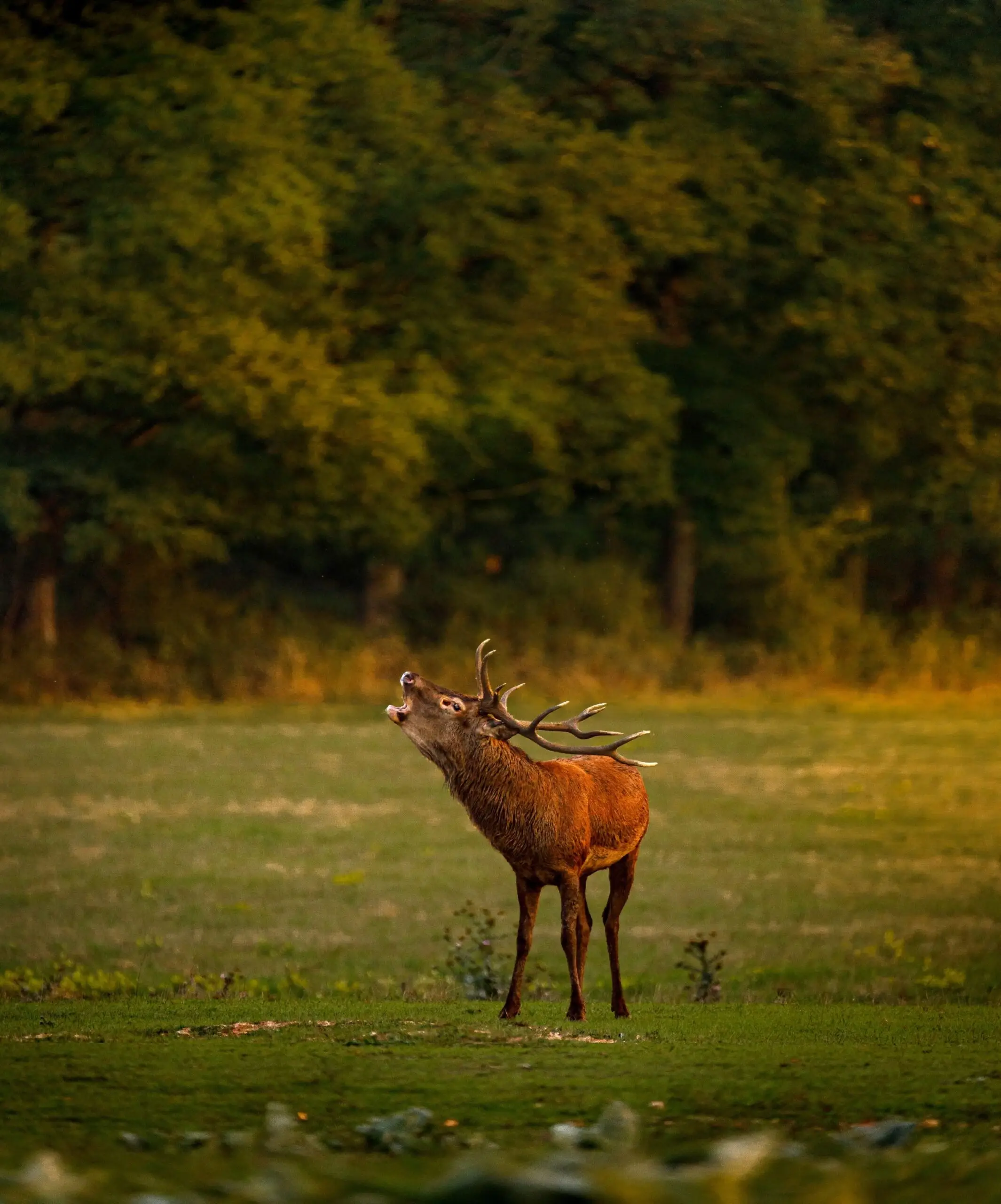 L'écoute du brame à Chambord