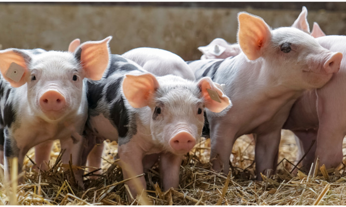 Production porcine : anticiper la transmission pour une installation réussie Auduron à Poillé-sur-Vègre (72) Poillé-sur-Vègre