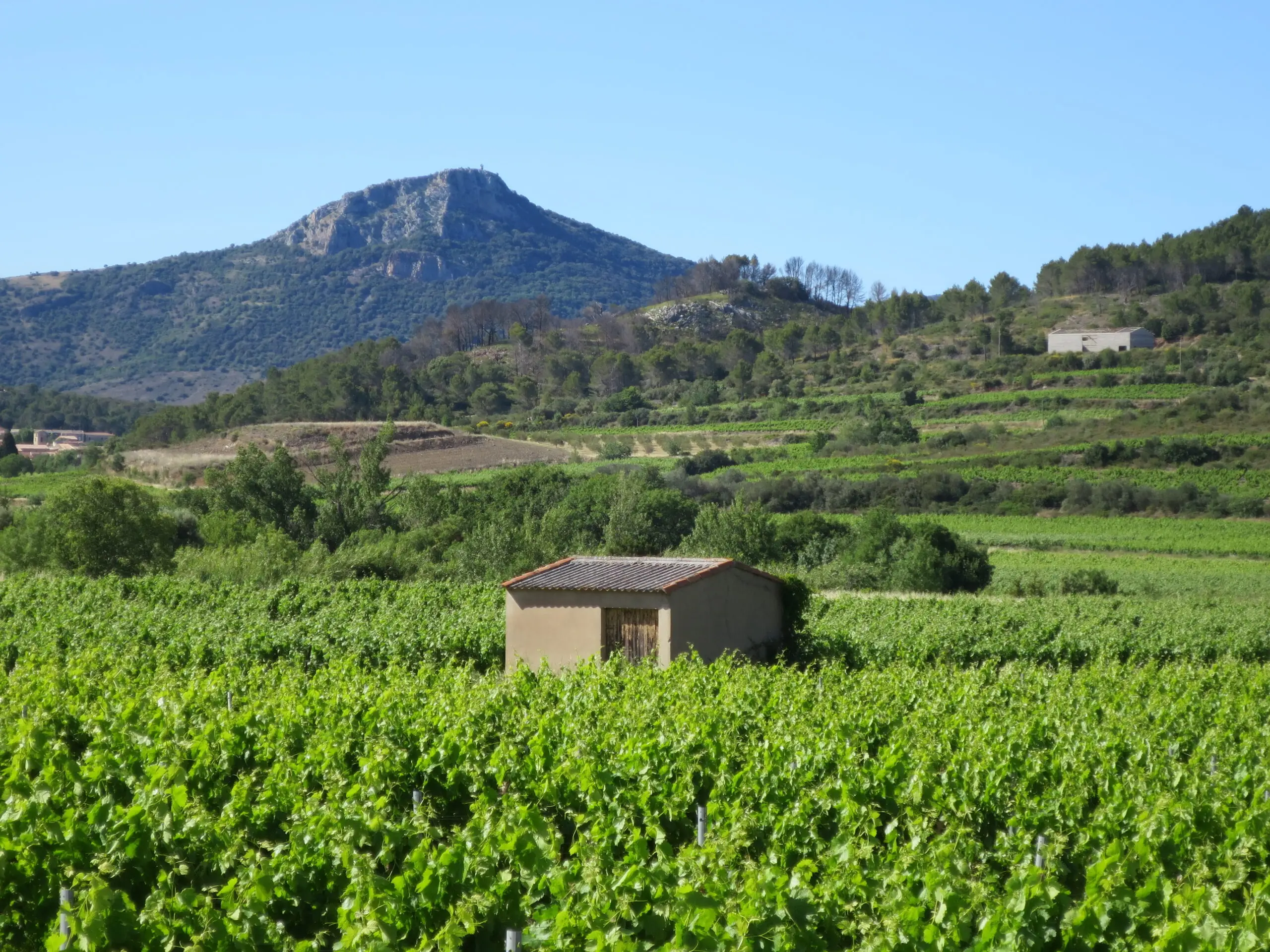 WEEK-END CÉPAGES ET TERROIRS DE FRANCE