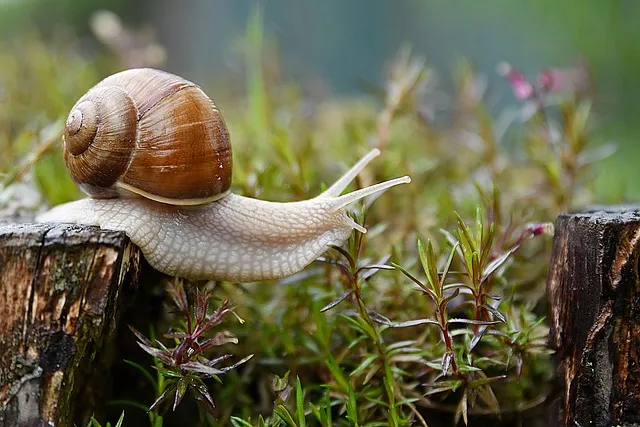 Atelier nature de 3 à 6 ans Les escargots