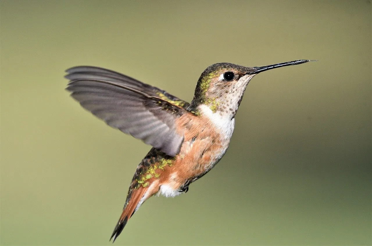 Initiation à la reconnaissance des oiseaux des jardins