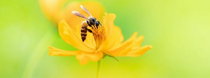 RDV de la transition : les abeilles lucéennes Salle René Losq Sainte-Luce-sur-Loire