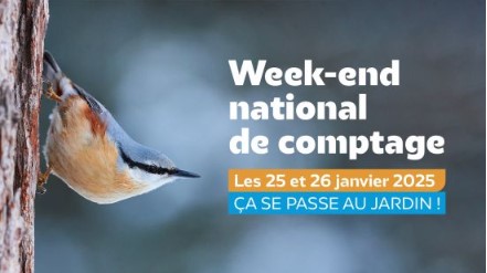 WEEK-END DE COMPTAGE NATIONAL DES OISEAUX DE JARDIN