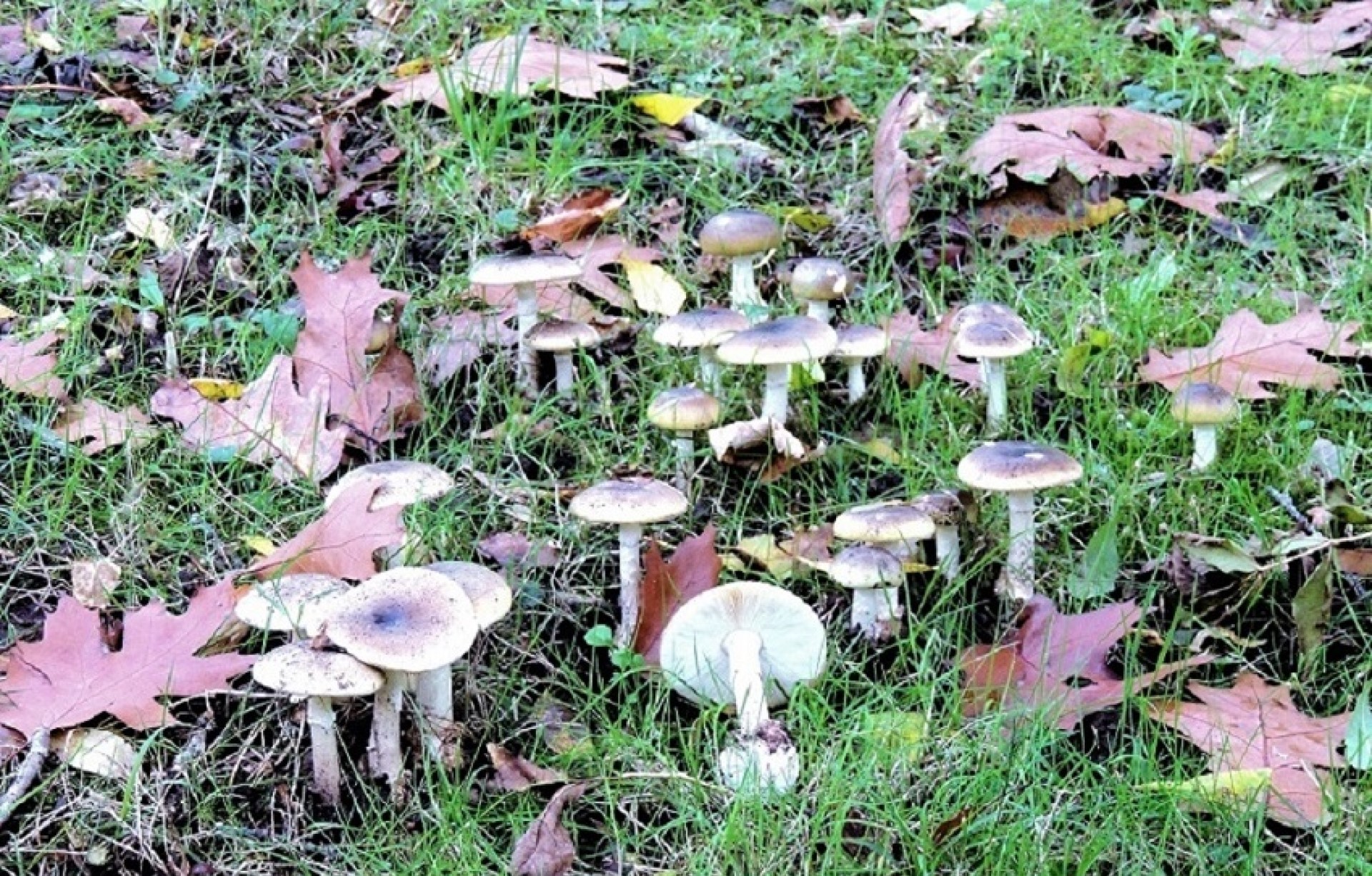 Apprenez à reconnaître les champignons comestibles avec les associations mycologiques