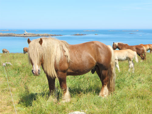 Fête du cheval de trait - Loudéac