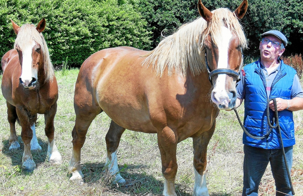 Fête du cheval de trait - Loudéac